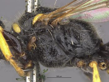 Media type: image;   Entomology 13783 Aspect: thorax lateral